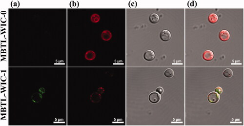 Figure 3. Confirmation of TLR2 binding peptide (T2BP) on vacuolar membrane by confocal laser scanning microscopy. (a) GFP, (b) FM4-64, (c) yeast cells and (d) is merged images. Recombinant yeast (MBTL-WIC-1) with modified VMA11 protein followed by T2BP with GFP (green), Vacuolar membrane with FM4-64 (red), yeast cells and merged image.