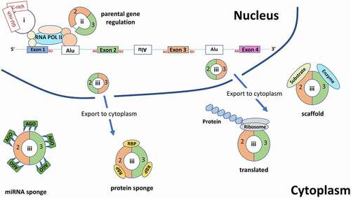 Figure 3. An overview of the various functions for circRNAs. Within the nucleus, intronic circRNAs (ciRNAs (I)) and exon and intron containing circRNAs (EIciRNAs (ii)) are involved in regulation of their parental gene. Exonic circRNAs(iii) are exported to the cytoplasm where they can either act as miRNA sponges (which also bind the Argonaute protein – an essential component of the RNA-induced silencing complex (RISC) which acts upon the targeted mRNA), RBP sponges, protein scaffolds or are translated. RBP: RNA binding protein, Ago: Argonaute protein, Alu: Alu elements