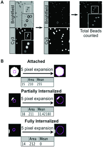Figure 2. Image processing and quantification of exposed beads.(A) The brightfield (total beads) and Cy3 (exposed beads) images (left panel) were converted to binary images via thresholding, (middle panel). Total beads were counted in the brightfield binary image (right panel), analyzing particles with circularity index from 0.80–1.00 and pixel number from 30–50. (B) Brightfield bead ROI was imprinted onto the Cy3 binary image. The ROI was expanded five pixels, which resulted in a more accurate diameter of the bead. The software then calculated the percentage of white (exposed) pixels within the ROI and assigned them to one of the three categories: attached (top panel), partially internalized (middle panel), or fully internalized (bottom panel), with a 5% error margin to account for irregularities in pixilation of the beads that are almost (>95%) attached or (<5%) phagocytosed (bottom panel). Note that a typical 3 µm bead corresponds to 15 pixels in diameter. Hence a typical bead image area of 2040 × 1536 pixels corresponds to an area of 378 × 285 µm.