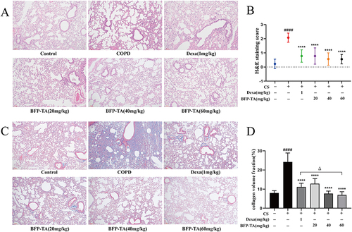 Figure 4 Effect of BFP-TA on lung histopathology in the COPD mouse model. (A) Representative images of H&E staining in each group of mice (100×). (B) H&E staining score in each group of mice. (C) Representative images of Masson’s trichrome staining in each group of mice (100×). (D) Collagen fibers volume fraction in each group of mice. Data were presented as mean ± SD (n=6), ####P < 0.0001 compared to the control group; ****P < 0.0001 compared to the COPD model group; ΔP < 0.05 compared to the Dexa group.