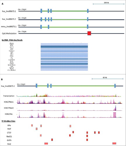 Figure 3. Genomic analysis of the ERRLR01 gene region and the regulatory factors that interact with ERRLR01 using the UCSC Genome browser. Transcription orientation is depicted from right (5’ end) to left (3’ end). (A) ERRLR01.1 is a 4-exon gene conserved between mouse and human, and is expressed at high levels in testis, placenta, and brain tissue. (B, Top Panel) Detectable transcription is present across a panel of cell lines with evidence of H3K4Me1 modification. (B, Bottom Panel) Potential estrogen-regulated transcription factor binding locations are denoted, such as the GATA family of transcription factors, CTCF, and ERα itself.