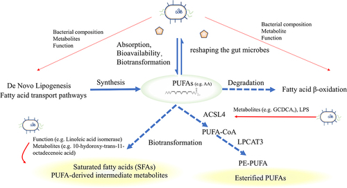 Figure 4. Fatty acid metabolism and intestinal microbiota. Exogenous PUFAs increase sensitivity to ferroptosis and shape the gut microbiota. The gut microbiota influences the balance of PUFAs by regulating lipid synthesis, degradation, and biotransformation. Microbiota can influence the expression of ACSL4, disturbing the esterification of PUFAs or facilitating the transformation of saturated fatty acids or PUFAs-derived intermediate metabolites, thereby influencing sensitivity to oxidation. PUFAs, Short-chain fatty acids; ACSL4, acyl-CoA synthetase long-chain family 4.