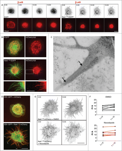 Figure 1 (See previous page). Nwk-induced cellular protrusions do not depend on actin or microtubules for stability once formed. (A) Time-lapse imaging of S2 cells co-transfected with Lifeact-mCherry and either EGFP (left) or Nwk1-428-EGFP (right), and treated with Lat B after spreading on ConA. F-actin disassembles upon treatment, but the cellular protrusions remain. Images show 2D projections of confocal stacks. Scale bar, 10 µm. Time scale is in minutes. (B) Confocal microscopy of fixed S2 cells expressing EGFP or Nwk1-428-EGFP, and mCherry-tubulin. Nwk and tubulin localize to protrusions. Images show 2D projections of confocal stacks. Scale bar, 10 µm. Scale bar in magnified image is 5 µm. (C) Electron microscopy of Nwk1-428-EGFP–expressing S2 cells treated with Lat B to disrupt the actin cytoskeleton. Microtubules can be observed throughout the protrusion (arrows). Scale bar, 100 nm. (D) Live cell imaging of S2 cells expressing EB1-GFP with mCherry (top) or Nwk1-428-mCherry (bottom). EB1, a plus end microtubule binding protein, can be seen throughout protrusions (arrows, see also Movies 1 and 2). Scale bar, 10 µm. (E) Nwk-induced protrusions remain stable after microtubule depolymerization. Live cell imaging of S2 cells expressing Nwk1-428-mCherry and treated with Nocodazole, a microtubule-depolymerizing drug, or DMSO control. Images show 2D projections of confocal stacks taken before (t = 0), and 15 minutes after (t = 15) treatment. (F) Quantification of cell shape before and after treatment. Protrusion index is represented by cell perimeter divided by the square root of cell area (P/√A).