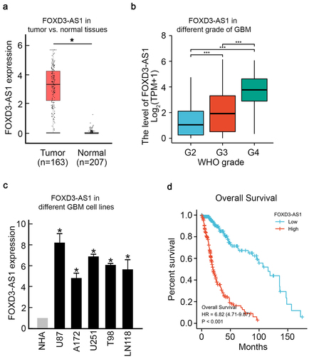 Figure 1. Elevated FOXD3-AS1 was observed in GBM and is correlated with poor prognosis.