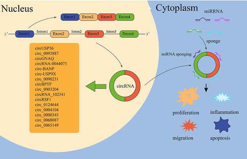 Figure 2. CircRnas in ECs of as.