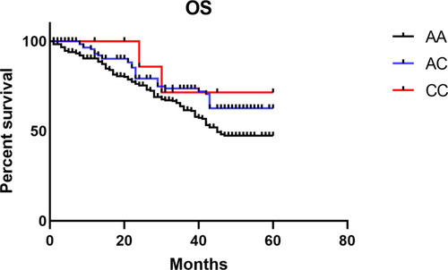 Figure 1 Kaplan–Meier analysis of overall survival of CRC patients with MDM4 gene rs4245739 polymorphism.