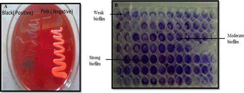 Figure 2. Screening of MRSA strains for biofilm formation: (A) Congo red agar (CRA) assay and (B) microtitre plate assay.