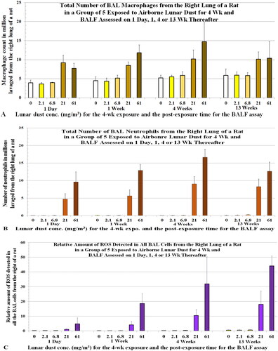 Figure 6. Rats were exposed to lunar dust by inhalation at 0, 2.1, 6.8, 20.8, or 60.6 mg/m3 for 4 weeks and the right lungs were lavaged thereafter at 1 d and 1, 4, and 13 weeks. BAL cells were harvested; macrophages and neutrophils were counted and plotted in (A) and (B), respectively. ROS generated by all BAL cells were assessed by chemiluminescence. Each bar is the mean ± SD from five rats.