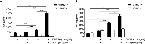 Figure 4 Effects of AZM on cytokine production after DMXAA-stimulated macrophages. Supernatants from STING+/+ and STING-/- RAW-Lucia ISG cells after activation by AZM with or without DMXAA for 24 hr were collected and analyzed: (A) IL-6 and (B) TNF-α secretion by ELISA (N=3-5). Data are shown as mean ± SEM; ***p < 0.001.