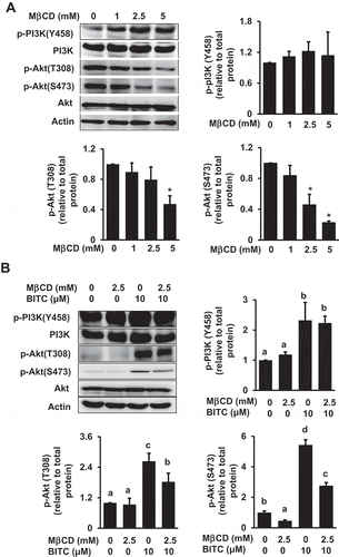 Figure 4. Modulating effect of MβCD on the PI3K/Akt cell survival pathway. (a) HCT-116 cells were pretreated with the indicated concentrations of MβCD for 1 h, then incubated in 1% FBS medium for 30 min. (b) After the pretreatment with MβCD (2.5 mM) for 1 h, the cells were treated with BITC (10 μM) for 30 min. The phosphorylated and total proteins of Akt and PI3K as well as actin were analyzed by Western blotting. All values were expressed as means ± SD of three separate experiments. Different letters above the bars indicate significant differences among the treatments for each condition (p < 0.05).