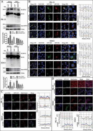 Figure 5. LDHB inhibition induced complete mitophagy. (A) The level of MFN2 ubiquitination in PK-15 and 3D4/2 cells that transfected with siNC or siLDHB and were mock-infected or infected with CSFV (MOI = 0.1) for 24 h. The immunoprecipitation (IP) of MFN2 was confirmed by immunoblotting with anti-MFN2 antibody. The ubiquitinated MFN2 was analyzed by immunoblotting with anti-Ub antibody. In addition, expression of MFN2 in PK-15 and 3D4/2 cells evaluated by immunoblotting was used as the input control. TUBA was used as an internal loading control. (B) PK-15 and 3D4/2 cells transiently expressing Mito-mRFP-EGFP were transfected with siNC or siLDHB for 24 h. In the zoomed images, fluorescence signals indicated the expression of mRFP and GFP protein targeting mitochondria: yellow color, no mitophagy; red color, mitophagy. Image-Pro Plus 6.0 software was used to measure the fluorescence intensity quantitative analysis. (C) PK-15 cells transiently expressing EGFP-LC3 protein were transfected with siNC or siLDHB for 24 h. After staining the mitochondria with MitoTracker (red), cells were immunostained with CD63 antibodies (blue). Image-Pro Plus 6.0 software was used to measure the fluorescence intensity quantitative analysis. (D) PK-15 and 3D4/2 cells transiently expressing EGFP-LC3 protein were transfected with siNC or siLDHB for 24 h. Cells were stained the mitochondria with MitoTracker (red) and the lysosome with LysoTracker (Blue). Image-Pro Plus6.0 software was used to calculate the mean fluorescence intensity of the line profile of the merge image (3 times)