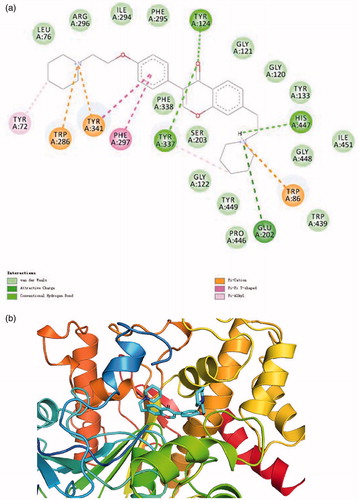 Figure 3. (a) 2D schematic diagram of potential interactions between compound 16 and AChE. (b) The predicted binding mode of compound 16 with AChE.