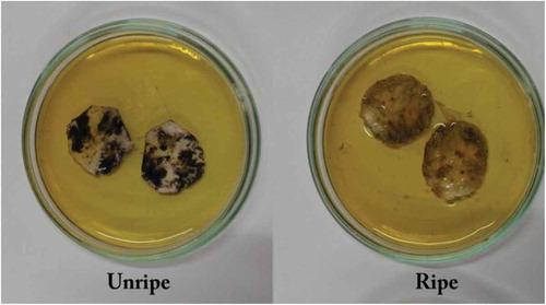 Figure 3. Determination of ripe and unripe banana by iodine staining of starch.