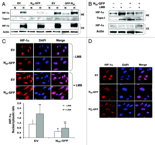 Figure 5. N25-GFP reduced HIF-1α nuclear translocation. (A) PC-3 cells stably expressing N25-GFP and GFP-N25 and their empty vectors (EVs), pGFP-N1 and pGFP-C1, respectively, were grown under normoxia (N) or hypoxia (H) for 4 h. Nuclear and cytosolic extracts were then prepared, analyzed by SDS-PAGE, and immunoblotted with antibodies to HIF-1α,Topo-I and actin, respectively. PC-3 cells stably expressing N25-GFP and the corresponding EV were exposed to 6 h hypoxia in the presence or absence of 20 nM leptomycin B (LMB). Cells were either (B) subjected to nuclear and cytosolic extracts preparation and analysis by immunoblotting with antibodies to HIF-1 α, Topo-I and actin, respectively or (C) fixed and processed for immunofluorescence labeling with anti-HIF-1α antibody (red) and DAPI (blue). Staining was analyzed by confocal fluorescence microscope (magnification ×63). Lower panel, densitometric quantification of HIF-1α fluorescent signal of each cell from 4 different fields. The mean of nuclear/cytosolic ratio was plotted against the different conditions. *P < 0.001 N25-GFP compared with corresponding EV; **P < 0.01 LMB compared with no LMB. (D) PC-3 cells stably expressing N25-GFP, mutated N25*-GFP or empty vector (EV) were exposed to 6 h hypoxia in the presence of 20 nM LMB. Cells were processed for immunofluorescence as in (C) (magnification ×63).