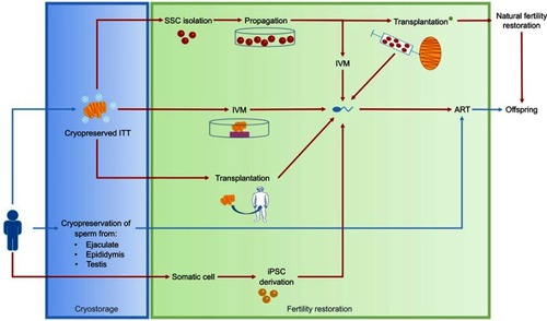 Figure 3 Fertility preservation in males.