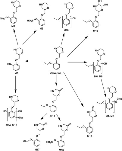 Figure 8. Summary metabolic scheme for viloxazine in rat.