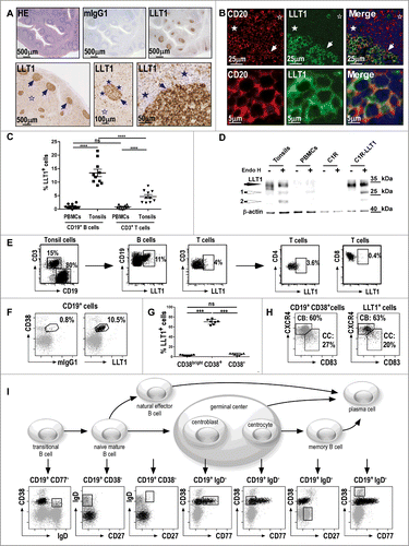 Figure 1 (See previous page). Predominant expression of LLT1 in B cells from germinal centers. (A) IHC staining of FFPE sections from human tonsils (top panel) and human reactive lymph nodes (bottom panel) with hematoxylin (HE), isotype control or anti-LLT1 (clone 2F1). (B) Double immunofluorescence staining of FFPE tonsil sections using anti-CD20 or anti-LLT1 (clone 2F1) and colocalization together with Hoechst staining of nucleus. Top panel shows GC, mantel cell, and interfollicular (IFZ) zones and bottom panel shows GC B cells at higher magnification (A–B) show GCs (arrows) surrounded by mantle cell zone (filled stars) and IFZ (empty stars). Data are representative of 4 to 12 independent experiments. (C) Frequency among B and T cells in PBMCs and tonsils from flow cytometry analysis. n = 10, ****, p < 0.0001 Mann–Whitney U-test. (D) LLT1 detection by protein gel blot using anti-LLT1 (clone 2F1) in whole cell lysates of the indicated cells, digested or not with Endo H. β-actin is used as an internal control. Two differentially glycosylated forms of LLT1 are visualized: Endo H resistant form (black arrow) and Endo H sensitive form yielding two bands (white arrows 1 and 2). Data are representative of 2 independent experiments. (E–I) Multiparameter flow cytometry analysis of LLT1 expression. (E) Representative flow cytometry staining using anti-LLT1 (clone 4F68). (F) Representative expression of LLT1 and (G) frequency on gated CD19+ B cells analyzed according to CD38 expression. n =7, ***, p< 0.001 Mann–Whitney U-test. (H) Distribution of centroblast (CB) and centrocyte (CC) populations within CD19+ CD38+ and LLT1+ CD19+CD38+ gated tonsil cells according to the expression of CXCR4 and CD83. Citation35,36 (I) Scheme of the differentiation stages of mature B-cell development adapted from. Citation34 Each stage of B cell differentiation is visualized in the rectangles in the dot-plots below. Cells (gray dots) were gated using the markers indicated above each dot-plot and displayed according to markers on the dot-plot axis. On these dot-plots, an overlay of the gated CD3−CD19+LLT1+ B cells is shown and LLT1+ cells are visualized as black dots. (E–F–H–I) Data are representative of 3–6 independent experiments.