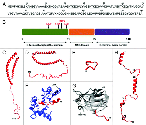 Figure 1. Structural features of monomeric α-synuclein. Primary amino acidic sequence (UniProtKB: P37840) of human α-synuclein with the imperfect exapeptide repeatsCitation16 underlined (A) and schematic representation of the biochemically different domains including the currently identified PD-related mutations (B). Currently available NMR and X-ray crystal structures of α-synuclein segments (in red) bound to micelles (C and D) PDB: 1XQ8 and 2KKW, respectively, calmodulin, CaM (E) PDB: 2M55, synphylin-1 (F) PDB: 2JN5, nanobody, NbSyn2 (G) PDB: 2X6M and maltose binding protein (H) PDB: 3Q25, 2Q26, 3Q27.