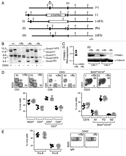 Figure 2. Lineage-specific ablation of Ctnnbl1 has little effect on B cell development. (A) B cell-specific inactivation of Ctnnbl1. The top two lines depict the wild type locus and the derivative containing a targeted β-gal/neo insertion into intron 2 as in Figure 1A. In alignment with these are depicted the loci obtained following (i) Cre-mediated excision of E3 (Ctnnnbl1-ΔE3; which will be inactive); (ii) following Flippase-mediated excision of the β-gal/neo cassette (Ctnnnbl1flx; which will be functional but a ‘floxable’ substrate for Cre-mediated inactivation) and (iii) both Flippase – and cre-mediated excision (yielding Ctnnnbl1ΔE3; which will be inactive). (B) Southern blot analysis of DNA extracted from sorted splenic CD43- cells (which comprise > 95% resting B cells) as well as CD43+ cells (which comprise T cells, granulocytes/macrophages and activated B cells) from mice of the indicated Ctnnbl1 genotypes that also express Cre recombinase under control of the B-cell-specific mb1 promoter. Ase I-digested DNA was hybridized with a Ctnnbl1 E2 probe. The origins of the various hybridizing bands are indicated with the results revealing highly (> 95%) efficient deletion of Ctnnbl1 E3 in the resting B cells of mb1-Cre Ctnnbl1-/flx mice. Some deletion of Ctnnbl1 E3 is also observed within the CD43+ fraction, which probably reflects activated B cells within this population. (C) Loss of CTNNBL1 expression in the sorted splenic B cells of mb1-Cre Ctnnbl1-/flx mice as judged by (i) RT-PCR analysis of RNA using primers specific for Ctnnbl1 E3 relating to HPRT (as a control) and (ii) western blot analysis of protein using α-tubulin as a control. (D) Comparison of splenic B and T cell populations in mb1-Cre Ctnnbl1-/flx mice (squares) as compared with mb1-Cre Ctnnbl1+/flx controls (circles). T cells were identified as CD3+ and subdivided into CD4+ and CD8+ single-positive subpopulations. B cells were identified as B2220+ or CD19+ with B220+ CD19+ cells divided into B1 (CD23- CD21-); follicular (FO: CD23high CD21+) or marginal zone (MZ: CD23low CD21+) subpopulations. (E) Comparison of pre- and pro- B cell populations in the bone marrow of mb1-Cre Ctnnbl1-/flx mice (squares) as compared with mb1-Cre Ctnnbl1+/flx controls (circles). Pre-B cells were defined as CD43- B220+ IgM- whereas pro-B cells are as CD43- B220+ IgM+.