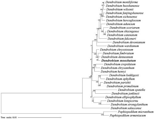 Figure 3. Phylogenetic tree inferred from maximum-likelihood based on 32 complete chloroplast genomes with Paphiopedilum micranthum and P. armeniacum as outgroups. The position of Dendrobium moschatum is marked in bold. The following sequences were used: Dendrobium aduncum LC192953 (Zhu et al. Citation2018), D. aphyllum LC192953 (Zhitao et al. Citation2017), D. catenatum KX507360 (Zhong et al. Citation2016), D. chrysanthum LC193514 (Zhitao et al. Citation2017), D. chrysotoxum LC193517 (Zhitao et al. Citation2017), D. crepidatum LC193509 (Zhitao et al. Citation2017), D. denneanum LC192955 (Zhitao et al. Citation2017), D. devonianum LC192956 (Zhitao et al. Citation2017), D. ellipsophyllum LC193519 (Zhitao et al. Citation2017), D. falconeri LC192957 (Zhitao et al. Citation2017), D. fanjingshanense LC193523 (Zhitao et al. Citation2017), D. fimbriatum LC193521 (Zhitao et al. Citation2017), D. henryi LC193513 (Zhitao et al. Citation2017), D. hercoglossum LC192959 (Zhitao et al. Citation2017), D. huoshanense LC269310, D. jenkinsii LC193515 (Zhitao et al. Citation2017), D. loddigesii LC317044 (Niu et al. Citation2017), D. longicornu MN227146 (Wu et al. Citation2019), D. moniliforme MN200384 (Kim et al. Citation2020), D. parishii LC193518 (Zhitao et al. Citation2017), D. primulinum LC192810 (Zhitao et al. Citation2017), D. salaccense LC193510 (Zhitao et al. Citation2017), D. scoriarum LC348851 (Zhu et al. Citation2018), D. shixingense LC348860 (Zhu et al. Citation2018), D. spatella LC193511 (Zhitao et al. Citation2017), D. strongylanthum KR673323 (Li et al. Citation2016), D. wardianum LC192961 (Zhitao et al. Citation2017), D. wilsonii LC193508 (Zhitao et al. Citation2017), D. xichouense LC193520 (Zhitao et al. Citation2017), Paphiopedilum armeniacum KT388109 (Kim et al. Citation2015), and P. micranthum NC_045278.