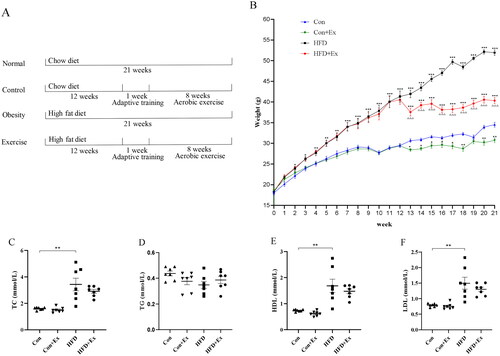 Figure 1. Impact of aerobic exercise on obesity. (A) Experimental design, (B) body weight, (C) serum TC, (D) serum TG, (E) serum HDL, (F) serum LDL. [n = 7; mean ± SEM, compared to Con, * p < 0.05, ** p < 0.01, *** p < 0.001; compared to HFD, △△△ p < 0.001].