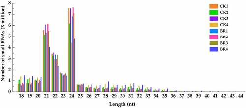 Figure 2. Length distribution of small RNA in CK and BR treatment at four developmental stages. The number after CK and BR indicates the sampling stage of petals collection. CK1 and BR1 indicates bud burst stage. CK2 and BR2 indicates flower opening stage. CK3 and BR3 indicates full bloom stage. CK4 and BR4 indicates post-bloom when petals were wilting and breaking down. The same as below.