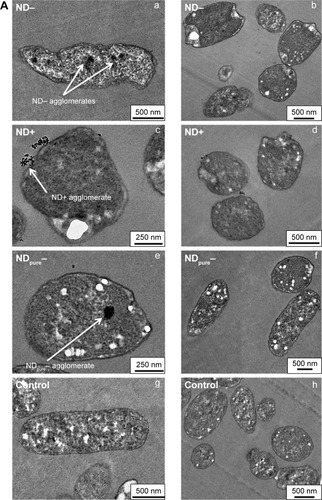 Figure 2 Bactericidal activity of NDs.Notes: (A) TEM images indicate that, at sublethal ND concentrations of 0.5 mg/L, ND- is incorporated into E. coli cells and seems to deform the cellular shape (a, b); ND+ seems mainly to bind to cellular surface structures (c, d); Similar to ND-, agglomerates of negatively charged NDpure− are also found inside the cells, but they do not alter bacterial morphology (e, f); showing similar cell shapes to the ND-free control of E. coli (g, h). (B) Grades and pretreatments of NDs: a, negatively charged ND- and NDraw/NDraw n.u. were shown to exhibit strong antibacterial properties under aqueous conditions, while ND+ caused bacterial death only at high ND concentrations; b, NDpure, independent of their charge, did not show any bactericidal effects. (C) Antibacterial activity of NDs on E. coli and B. subtilis. (a,b) Negatively charged ND- and NDraw/NDraw n.u. strongly decreased bacterial viability measured by ATP levels in 15 min, while positively charged ND+ decrease ATP levels only at the highest ND concentrations for Gram-negative E. coli (a) and Gram-positive B. subtilis (b); (c) After incubation with 500 mg/L NDs, the determination of colony-forming units for E. coli and B. subtilis led to similar trends to the measurement of ATP, indicating that ND- and NDraw/NDraw n.u. are very effective at inhibiting bacterial growth, while positively charged ND+ are less bactericidal. Reprinted with permission from Wehling J, Dringen R, Zare R, Mass M, Rezwan K. Bactericidal activity of partially oxidized nanodiamonds. ACS Nano. 2014;8(6):6475–6483. Copyright 2014 American Chemical Society.Citation111Abbreviations: B. subtilis, Bacillus subtilis; CFU, colony-forming unit; E. coli, Escherichia coli; ND, nanodiamond; TEM, transmission electron microscopy; n.u, no ultrasonication.