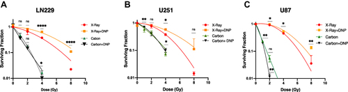 Figure 2 Elevated glycolysis reduces X-rays but not CII-induced loss of clonogenic survival. Radiation dose-response of clonogenic survival in (A) LN229, (B) U251, and (C) U87 cells were stimulated with DNP (1 µmol/L) just before the irradiation. After 4 h of incubation at 37°C with 5% CO2 cells were plated for colony formation. Colonies were counted at day 8 followed by crystal violet staining and plotted as relative (to Untreated) surviving fraction. Student T test was performed between the given dose group with or without DNP as for Carbon ion irradiation 2 Gy compared with carbon 2 Gy+DNP, Carbon 4 Gy with carbon 4 Gy +DNP, and similarly, for X-rays, 2 Gy with 2 Gy+DNP, 4 Gy with 4 Gy+DNP were compared for the significance of tests. Data represents from three independent experiments. P values were determined by an unpaired two-tailed Student’s t test-test. *P < 0.05; **P < 0.01; ****P < 0.0001.