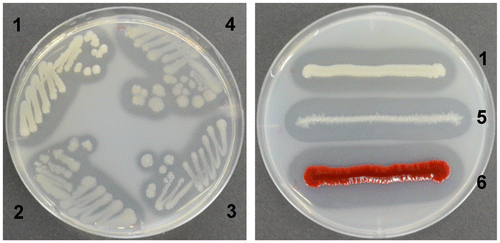 Figure 2. The clearing zone formed by the isolates and references on the YEM agar plates containing colloidal chitin.