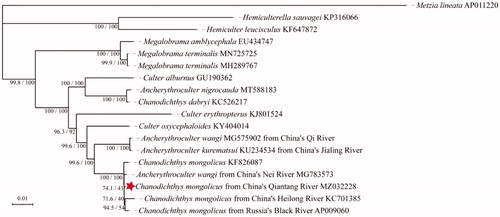 Figure 2. Phylogenetic tree of Chanodichthys mongolicus inferred using the maximum likelihood method based on the mitochondrial genome. Values are shown at each node of the tree, correspond to the SH-aLRT test values and Ultrafast Bootstrap value given in percentages.