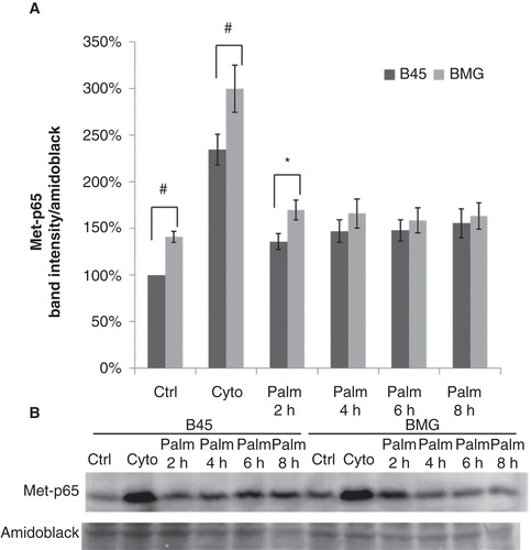 Figure 6. Effects of palmitate on Lys221-p65 methylation in B45 and BMG cells. Cell clones were incubated with cytokines (IL-1β 20 ng/mL and IFN-γ 20 ng/mL) for 1 h or 0.5 mM palmitate (0.5% BSA) for 2–8 h. After the treatments, the cells were lysed and analyzed by immunoblotting with anti-Methyl-Lys221-p65 antibody (Citation23). Immunoblots were quantified, and protein values were normalized to amido black staining of total protein. A: Cytokines and palmitate induced methylation of p65. The results are expressed as percentages of the control (B45 cells; Time zero) and shown as means ± SEM. * denotes p < 0.05 and # denotes p < 0.01 using paired Student’s t test when comparing BMG cells with corresponding B45 cells. B: One representative immunoblot of Lys221-p65 methylation from seven experiments is shown.