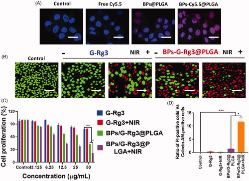Figure 8. Cellular uptake characterizations and BP/G-Rg3@PLGA-triggered in vitro cytotoxicity effects. (A) Fluorescence representation of 4T1-luc cells after incubations with Cy5.5 free label, BPs@PLGA, and Cy5.5-labeled BPs@PLGA at 4 h, as described by laser scanning confocal microscope. (B) Fluorescence representation 4T1-luc cells co-stained with calcein-AM (in green, live cells) and PI (in red, dead cells) after G-Rg3 at 50 μg/mL or BPs/G-Rg3@PLGA at 6 h without or with laser NIR radiations (1.0 W/cm2, 3 min). (C) Cell proliferation of 4T1-luc cells retorting to various concentration of G-Rg3 or BPs/G-Rg3@PLGA at 24 h without or with laser NIR radiations (1.0 W/cm2, 3 min), as examined via the CCK-8 analysis. (D) Bar representation shows PI-positive cell ratios and positive calcein-AM cell ratio. The data are represented as the means ± SD; *p< .05, **p< .01, and ***p< .001.