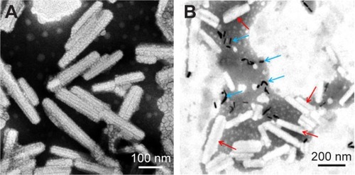 Figure 3 TEM images of (A) TPGS-PTX NC (×30K) and (B) GNRs-TPGS-PTX NC-gel (×15K; the red arrows represent TPGS-PTX NC; the blue arrows represent PEG-GNRs).Notes: PEG-GNRs, PEG-coated GNRs; TPGS-PTX NC, TPGS-coated PTX NC. Abbreviations: GNRs, gold nanorods; NC, nanocrystal; PEG, polyethylene glycol; PTX, paclitaxel; TEM, transmission electron microscopy; TPGS, D-alpha-tocopheryl PEG 1000 succinate.