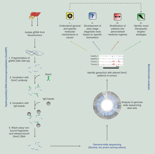 Figure 2.  Overview of antibody-based 5-hydroxymethylcytosine genome-wide sequencing strategy and downstream analytical routes.Genomic DNA (gDNA) is isolated from the host organ/tumor and fragmented to a desired size range. Following enrichment of 5hmC marked DNA fragments by hydroxymethyl-DNA-immunoprecipitation (hmeDIP), sequencing libraries can be prepared and genome-wide sequencing carried out. Following bioinformatic processing, regions of differential 5hmC modification can be identified which can lead to: (i) increased understanding of molecular mechanisms, (ii) identification of diagnostic, (iii) or cancer specific (patient stratification) biomarkers and (iv) identification of novel therapeutic targets.5hmC: 5-hydroxymethylcytosine.