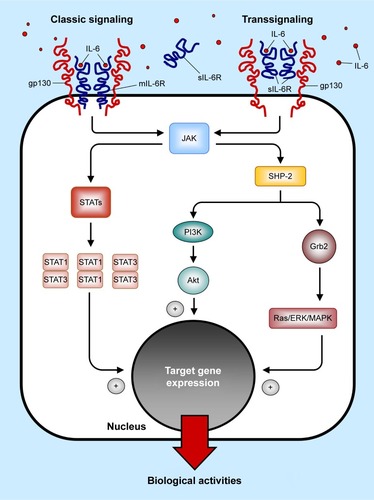 Figure 1 The IL-6 receptor signaling system.