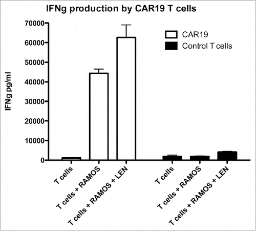 Figure 1. The production of IFNγ by CAR19 T cells following recognition of B-cell lymphoma cell line Ramos is enhanced by Lenalidomide. CAR19 T cells were incubated at 10:3 ratio with Ramos B-cells overnight, in the presence or absence of 10 MM lenalidomide and the production of IFNγ into culture supernatant was determined with ELISA. The experiment was performed twice with similar results.