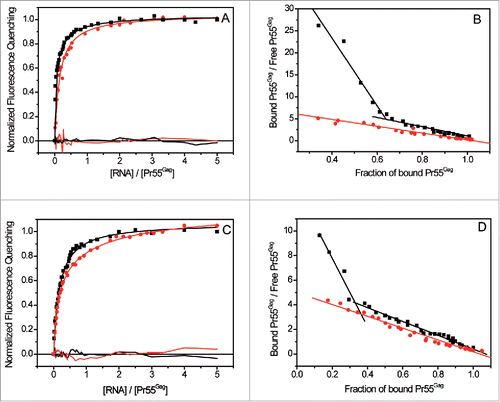 Figure 3. Pr55Gag interaction with N1-600WT and N1-600 ΔSL1 RNAs, and with M1-615WT and M1-615 SL1 ΔRNAs. (A) and (C) Increasing RNA concentrations were added to 100 nM Pr55Gag. The resulting binding curves corresponding to Pr55Gag interaction with N1-600 ΔSL1 or M1-615 SL1 ΔRNAs (red circles) were fitted according to the Scatchard model,Citation111 while the experimental curves resulting from Pr55Gag interaction with N1-600WT or M1-615WT ΔRNAs (black squares) were fitted with a Scatchard-like equation corresponding to a 2-binding sites model (Table 2). The residuals were plotted for each fit. (B) and (D). The Scatchard plots relative to N1-600WT and M1-615WT ΔRNAs did not display a linear pattern, confirming the presence of 2 classes of binding sites, while the plots relative to N1-600 ΔSL1 and M1-615 ΔSL1 RNAs yielded a linear pattern, confirming the presence of only one class of binding site.