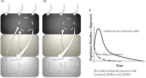 Figure 3. Potential alterations to the natal dispersal dynamics determined by the emergence of a trap in the disperser's settlement areas. (A1) The breeding population (black square) is saturated because of (i) immigration from other populations, (ii) breeder redistribution within the population (i.e. breeding dispersal) and (iii) entrance of dispersing individuals from both the wandering (dark grey square) and the temporary settlement (grey square) areas (see details of the dispersal matrix in the main text). (A2) If the temporary settlement areas used during dispersal form a trap that prevents disperser prospecting for breeding opportunities, the immigration flux from the dispersal to the breeding areas stops. As a consequence, the breeding population decreases due to the loss of a portion of future potential breeders, which are now trapped in higher numbers within the dispersal matrix and do not prospect regularly for vacancies in the breeding area. Actually, after the emergence of the trap, immigration from other populations and from those individuals already settled ceases, and wandering individuals are the only immigration fluxes that breeders receive. (B) An interesting link exists between the trap mechanism we described and the attractive sink (or deceptive source) concept developed by Delibes et al. (Citation2001b). Traps in the settlement areas of dispersers may produce temporal changes within the breeding – settlement areas system that resemble the effects of an attractive sink on source populations, where the settlement areas/attractive sinks absorb most of the potential breeders from the breeding sites/source.