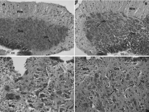 Fig. 2 Toxic action of bendiocarb (BC) on central nervous system (CNS) of chicken embryos exposed on 3 embryonic day (ED) (9 ED—a: control embryo, b: treatment embryo; 500 μ g/egg) and 10 ED (17 ED—c: control embryo, d: treatment embryo; 800 μ g/egg). White matter (Wm); gray matter (Gm); central canal (cc); neuroblast (nb); neuron (n); neuroglia (ng) [H-E, 60×].