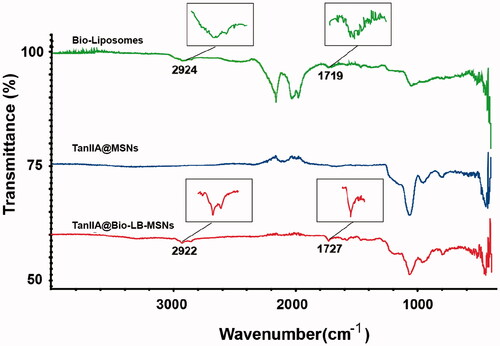 Figure 3. FTIR spectra of the Bio-liposomes, TanIIA@MSNs and TanIIA@Bio-LB-MSNs.