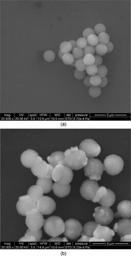 Figure 7. (a) SEM of smooth particles. (b) SEM of rough particles.