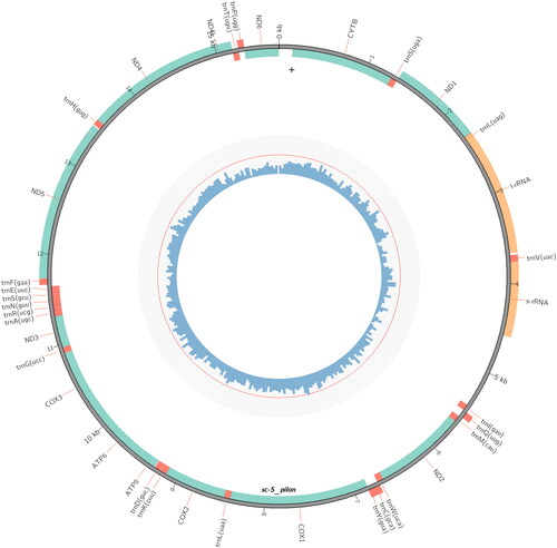 Figure 2. Physical circular map of the Mitochondrial genome of Ptecticus tenebrifer.