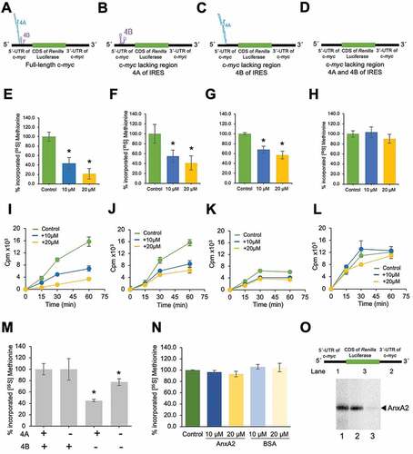 Figure 4. The effect of AnxA2 on the expression of the RLuc reporter in an in vitro coupled transcription/translation system. The T7-driven transcription of chimeric mRNAs from PCR fragments (22 ng/μL) containing the following coding regions: Panels E and I: chimera 1A [c-myc-5ʹUTR-RLuc-c-myc-3ʹUTR, as presented in Panel A]; Panels F and J: chimera 1B [presented in Panel B], Panels G and K: chimera 1 C [presented in Panel C] and Panels H and L [presented in Panel D]. Panels E, F, G and H: Translation for 60 min. The results are presented as percentage incorporated [35S]-Met, as determined by scintillation counting, relative to the reactions in the absence of His-AnxA2. Panels I, J, K and L: The equivalent time-course of the expression of the RLuc reporter in the in vitro coupled transcription/translation system to Panels E-H. Panel M: comparison of the relative translational efficiency of chimeras 1A, 1B, 1C and 1D [chimera 1A was set to 100%]. Panel N: Controls addressing the effects of 10 (blue columns) or 20 (orange columns) μM of exogenously added mutant AnxA2 that does not bind RNA [Citation10,Citation58] (dark blue and dark orange columns, respectively), or BSA (light blue and light orange columns, respectively), on the expression of chimera 1A were studied. The translation of the constructs was performed for 60 min at 30°C in the absence (green) or presence of 10 (blue) or 20 µM (orange) of His-AnxA2 as indicated. Aliquots in duplicates (0, 15, and 30 min) or triplicates (60 min) were withdrawn and the incorporation of [35S]-Met, expressed as cpm/22 ng cDNA, is given as the mean value determined for the duplicates or triplicates. The standard deviations are also indicated. The results from three independent experiments (n = 3) are shown in % relative to control with no additions (100%) and the columns also indicate the standard deviations. Statistical significance was determined by the two-tailed Student’s t-test (*p < 0.05; n = 3). Panel O: The binding of radiolabelled [α32P]-rUTP transcripts to AnxA2. 15 fmoles of full-length 5ʹUTR (lane 1), 3ʹUTR (lane 2) of c-myc mRNA or CDS of hRLuc mRNA (lane 3) were UV-crosslinked with 3 μM of purified wt AnxA2 and subjected to 10% SDS-PAGE. The RNA containing [α32P]-rUTP and covalently bound to AnxA2 was visualized using screens and phosphor-imaging following an ON exposure