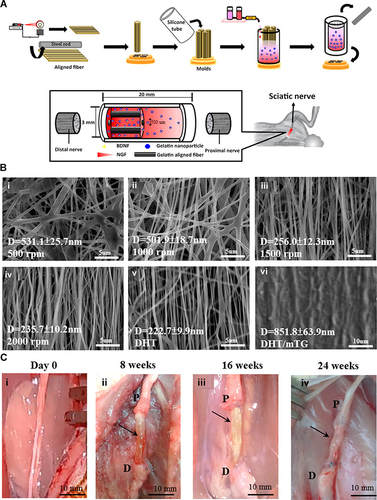 Figure 2 (A) Schematic representation of the process for constructing a nerve conduit comprising oriented nanofibers to facilitate directed axonal outgrowth. (B) Scanning electron microscopy (SEM) images of electrospun Gelatin/PEO nanofibers generated at various rotational speeds: (i) 500 rpm, (ii) 1000 rpm, (iii) 1500 rpm, and (iv) 2000 rpm. Additionally, SEM images of (v) Gelatin/PEO nanofibers after cross-linking via DHT treatment at 140 °C for 48 hours, and (vi) Gelatin/PEO nanofibers subjected to sequential cross-linking, first through DHT treatment and subsequently via immersion in a 30 U mTG solution at 37 °C for 2 hours (DHT/mTG). (C) Assessment of nerve regeneration in a rabbit sciatic nerve transection model: (i) Pre-operative state of the sciatic nerve. (ii−iv) Post-operative evaluation at 8, 16, and 24 weeks following the implantation of the MC/AN/NG nerve conduit, demonstrating conspicuous nerve repair. The arrowhead highlights the regenerated sciatic nerve. (P, proximal end; (D), distal end). Reprinted with permission from Chang YC, Chen MH, Liao SY, et al. Multichanneled nerve guidance conduit with spatial gradients of neurotrophic factors and oriented nanotopography for repairing the peripheral nervous system. ACS Appl Mater Interfaces. 2017;9(43):37623–37636. Copyright 2017, American Chemical Society.Citation19