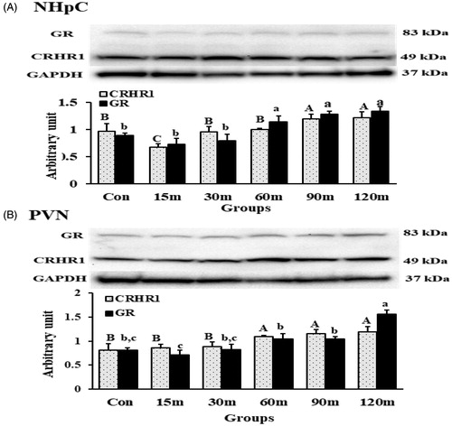 Figure 8. CRHR1 and GR detection and quantification using Western blot in the NHpC (A) and PVN (B) during immobilization stress (Control-120m). The density of bands was quantified using the alpha view SA program. Mean ± SEM changes in protein quantity between stressed birds compared to controls were determined. Significant differences (p < 0.05) among groups were specified by different letters above each bar.