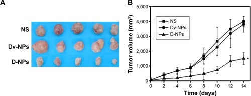 Figure 8 In vivo therapeutic effect of D-NPs in a xenograft mouse model of C26 colon cancer cells (n=5).Notes: (A) Photographs of tumors collected from the mice in each group (NS, Dv-NPs, and D-NPs) at the end of the experiment. (B) Tumor growth curves in tumor-bearing mice after intravenous administration with different formulations. (C) Weight of subcutaneous tumors after the treatments in each group. (D) Body weight of tumor-bearing mice in each group. (E) Survival curves of tumor-bearing mice treated with various formulations. *Represents the statistically significant difference versus NS and Dv-NPs (P<0.01).Abbreviations: CPPC, COOH-PEG-PLGA-COOH; D-NPs, PEDF gene loaded CPPC nanoparticles; NS, normal saline; Dv-NPs, null plasmid loaded PEG-PLGA nanoparticles; PEDF, pigment epithelium-derived factor.