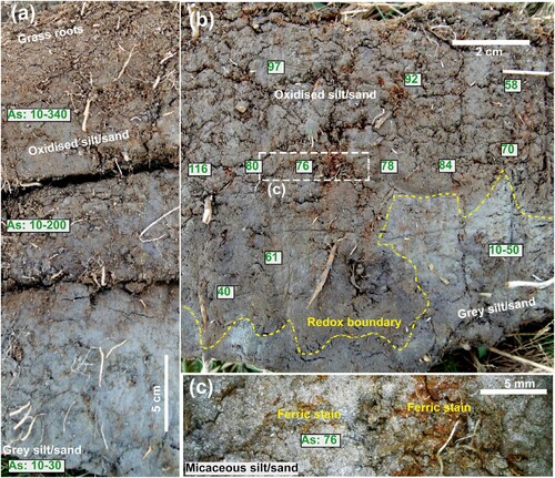 Figure 6. Photographs of soil profiles from lower Rees valley, with As analyses (Figure 5E,F). (A) Profile with transition from oxidised (brown, top) to low-oxygen (grey, bottom) environments, and summaries of As concentrations (mg/kg). (B) Profile with sharp redox boundary (yellow dashed line) between oxidised (top) and low-oxygen environments, with As spot analyses (mg/kg). (C) Close view of central portion of b, showing patches of ferric staining. White sheen shows prevalent mica flakes.