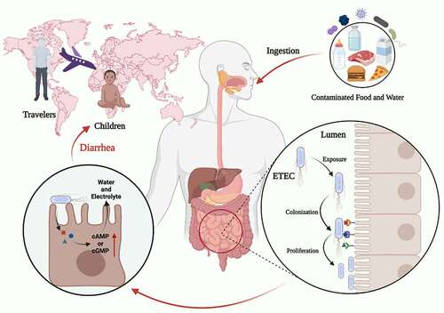 Figure 1. Characteristics of the ETEC infection. ETEC is the major enteric pathogen that account for the diarrhea that occurs in travelers and children in developing countries. ETEC infection is caused by ingestion of contaminated food and water, ETEC through the gastrointestinal tract, and eventually colonization in the small intestine. When ETEC is exposed in the small intestine, it colonizes intestinal epithelial cells via CFs, and ETEC proliferates on the intestinal epithelial after colonization. ETEC produces and delivers heat-labile (LT) and/or heat-stable (ST) enterotoxins to exert toxic effect. Image created with BioRender.