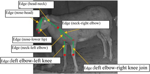 Figure 15. Improved spatial temporal graph of sheep skeldom.