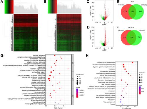 Figure 3 DEGs between high and low score groups. (A) Heatmap of DEGs between high and low StromalScore groups. Red and green represented genes with high and low expression levels, respectively. (B) Heatmap of DEGs between high and low ImmuneScore groups. Red and green represented genes with high and low expression levels, respectively. (C) Volcano plot of DEGs between high and low StromalScore groups. Red and green dots represented up-regulated and down-regulated DEGs, respectively. Black dots represented genes without significantly changed. (D) Volcano plot of DEGs between high and low ImmuneScore groups. Red and green dots represented up-regulated and down-regulated DEGs, respectively. Black dots represented genes without significantly changed. (E) Venn plot of up-regulated DEGs shared by StromalScore and ImmuneScore. (F) Venn plot of down-regulated DEGs shared by StromalScore and ImmuneScore. (G) GO enrichment result of DEGs shared by StromalScore and ImmuneScore. The size and color of each bubble represented gene number and p value of each term, respectively. (H) KEGG enrichment result of DEGs shared by StromalScore and ImmuneScore. The size and color of each bubble represented gene number and p value of each term, respectively.